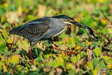 AF-B-02         Green-Backed Heron With Fish, Kruger NP, South Africa