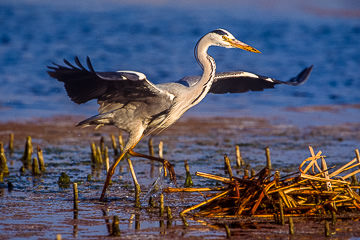 AF-B-04         Grey Heron On The Move, Kruger NP, South Africa