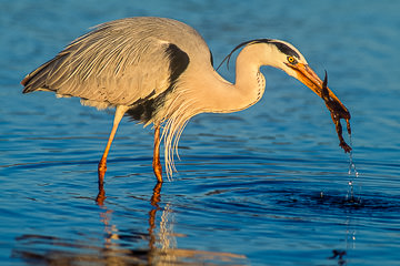 LE-AF-B-03         Grey-Heron Catching Toad, Sunset Dam, Kruger National Park, South Africa