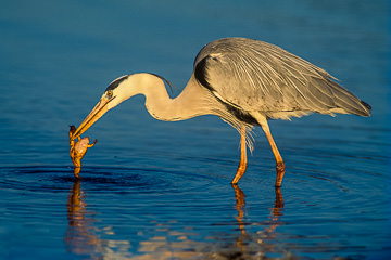 AF-B-02         Grey Heron Catching Toad, Kruger NP, South Africa