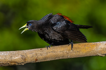 BR-B-209         Angry Guache, Coastal Region Of Bahia, Brazil