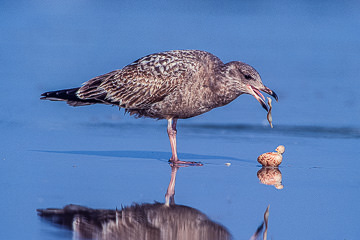 AM-B-01         Herring Gull Feeding, Ft. Myers Beach, Florida