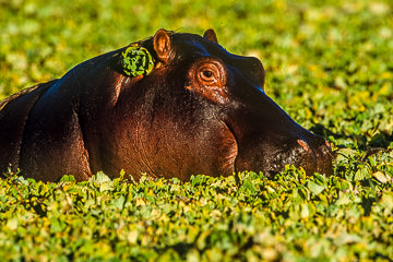 LE-AF-M-02         Hippo With Ear Ornament, Sunset Dam, Kruger National Park, South Africa