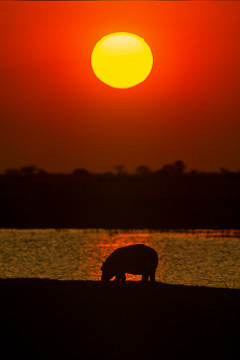 AF-LA-43&nbsp;&nbsp;&nbsp;&nbsp;&nbsp;&nbsp;&nbsp;&nbsp; Hippo Feeding During Sunset, Chobe National Park, Botswana