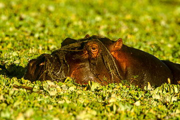 AF-M-42         Hippopotamus Portrait, Kruger NP, South Africa
