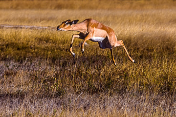 LE-AF-M-01         Impala Jumping, Savuti, Botswana
