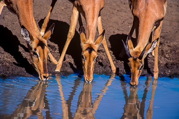 AF-M-07         Impalas Drinking, Kruger NP, South Africa