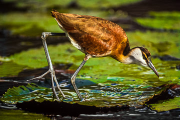 LE-AF-B-03         Jacana, Mkuze State Park, South Africa