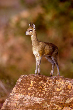 AF-M-03         Klipspringer On The Lookout, Kruger NP, South Africa