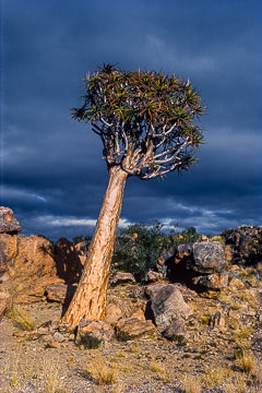 LE-AF-LA-01         Kokerboom Tree, Augrabies Falls National Park, South Africa