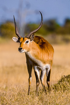 AF-M-10         Male Lechwe, Moremi Game Reserve, Botswana