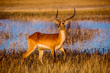 AF-M-15         Male Lechwe Buck Walking, Moremi Game Reserve, Botswana