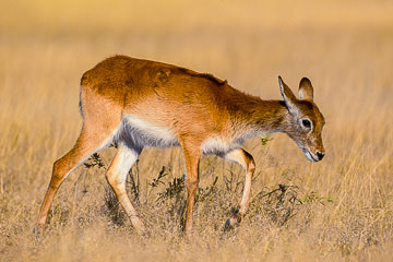 AF-M-17         Young Female Lechwe, Moremi Game Reserve, Botswana