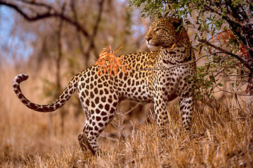 AF-M-13         Leopard, Londolozi Private Reserve, South Africa