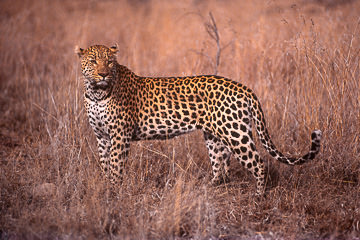 AF-M-51         Leopard, Londolozi Private Reserve, South Africa