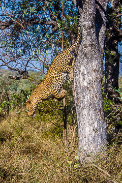 AF-M-06         Leopard Jumping From Tree, Londolozi Private Reserve, South Africa