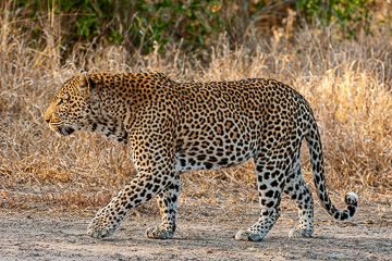 AF-M-100         Leopard Walking, Ulusaba Private Game Reserve, South Africa