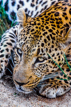 LE-AF-M-01         Leopard Portrait, Londolozi Private Game Reserve, South Africa