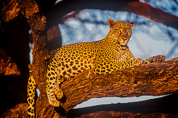 LE-AF-M-03         Leopard At Daybreak, Londolozi Private Game Reserve, South Africa