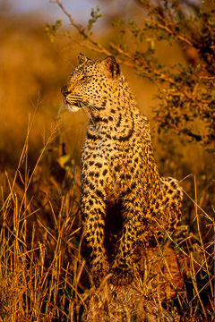 LE-AF-M-46         Leopard Resting After Kill, Kruger National Park, South Africa