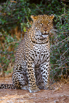 AF-M-53         Seated Leopard, Londolozi Private Reserve, South Africa