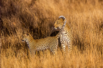 LE-AF-M-07         Leopard And Cub, Londolozi Private Game Reserve, South Africa