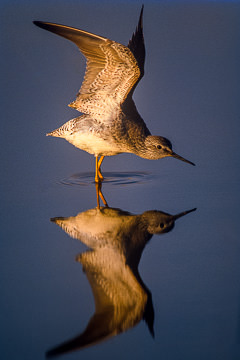 Lesser Yellowlegs taken at J.N. Ding Darling NWR