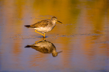 AM-B-02         Lesser Yellowlegs, Edwin B. Forsythe NWR, New Jersey