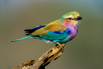 Lilacbreasted Roller taken at Kruger National Park, South Africa