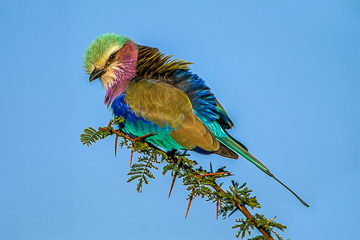 LE-AF-B-03         Lilacbreasted Roller, Kruger National Park, South Africa