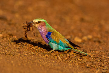 AF-B-03         Lilacbreasted Roller With Scorpion, Kruger NP, South Africa