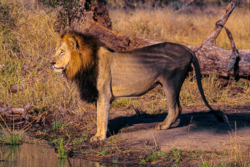 LE-AF-M-03         Male Lion At Waterhole, Londolozi Private Game Reserve, South Africa