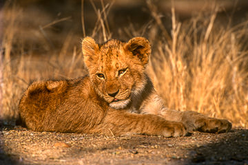 LE-AF-M-51         Lion Cub Relaxing, Londolozi Private Game Reserve, South Africa