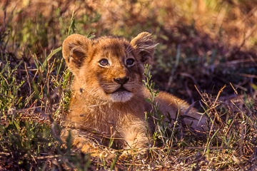 AF-M-25         Lion Cub, Sabi Sabi Private Reserve, South Africa