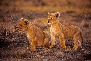 AF-M-23         Lion Cubs Waiting For Mom, Mala Mala Private Reserve, South Africa