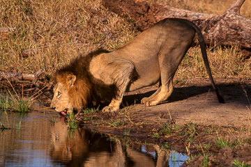 LE-AF-M-101         Lion Drinking, Londolozi Private Game Reserve, South Africa