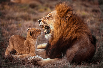 LE-AF-M-01         Lion Cub Staring At Dad's Teeth, Phinda Private Game Reserve, South Africa