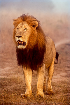 LE-AF-M-10         Lion In The Mist, Phinda Private Game Reserve, South Africa