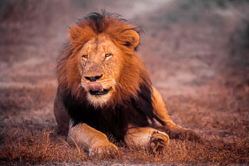 AF-M-11         Lion Resting, Phinda Private Reserve, South Africa