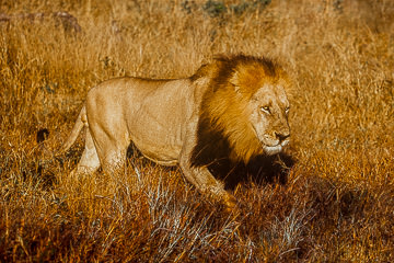 AF-M-12         Lion On The Move, Londolozi Private Reserve, South Africa