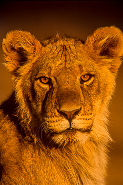 LE-AF-M-18         Young Lion Portrait, Kalahari Gemsbok National Park, South Africa