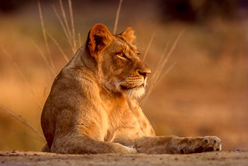 AF-M-57         Resting Lioness, Ulusaba Private Game Reserve, South Africa