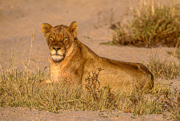 AF-M-59         Lioness Resting, Ulusaba Private Game Reserve, South Africa