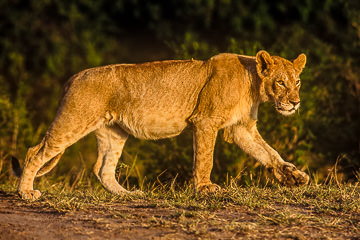 LE-AF-M-06         Lioness Walking, Masai Mara National Reserve, Kenya
