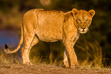 AF-M-07         Lioness Walking, Masai Mara, Kenya