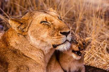 AF-M-31         Lioness With Cub, Londolozi Private Reserve, South Africa