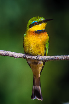 AF-B-01         Little Bee-Eater, Chobe NP, Botswana