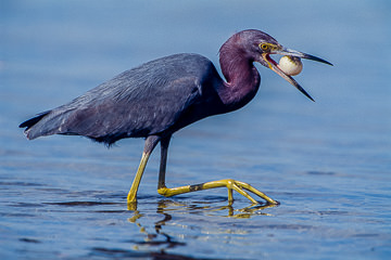 AM-B-01         Little Blue Heron With Blowfish, Ft. Myers Beach, Florida