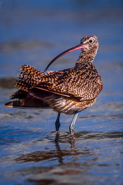 AM-B-01         Long-Billed Curlew Preening, Rockport, Texas