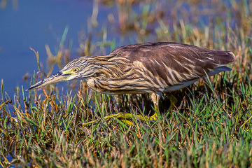 AF-B-02         Madagascar Squacco Heron, Amboseli NP, Kenya